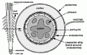 root cross section